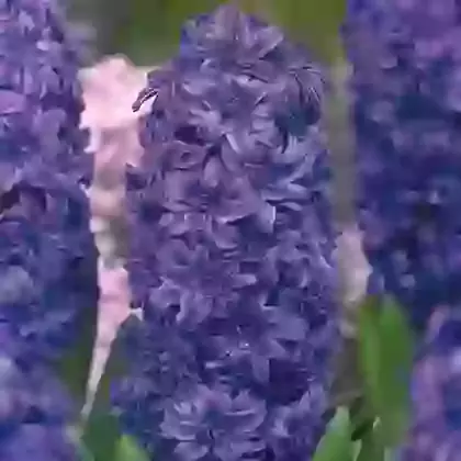 Double Hyacinths